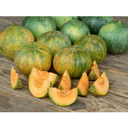Melon - Petit Gris de Rennes - BIODYNAMIQUE