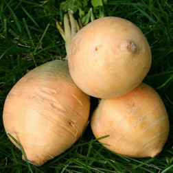Navet - Goldana Type Jaune Ronde - BIO