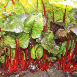 Blette/Bette à carde - Rhubarb Chard - BIO