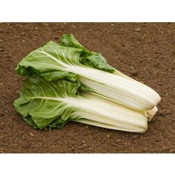 Bette - Glatter Silber  - BIODYNAMIQUE - 50% de remise pour cause de germination réduite