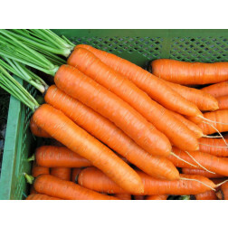 Carotte - Robila - BIODYNAMIQUE