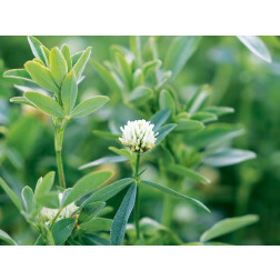 Trèfle d'Alexandrie - 1 kg - BIO