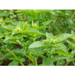 Basilic à feuilles moyennement grandes - BIOYNAMIQUES