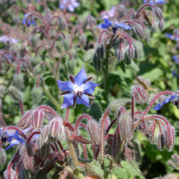 Bourrache - Borrago officinalis - BIO