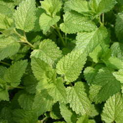 Mélisse citronelle - Melissa officinalis - BIO