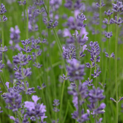 Lavandula angustifolia - Lavande - BIO