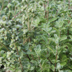 Marjolaine - Origanum majorana - BIODYNAMIQUE