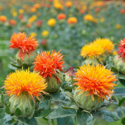 Carthamus tinctorius - Carthame des teinturiers - BIO