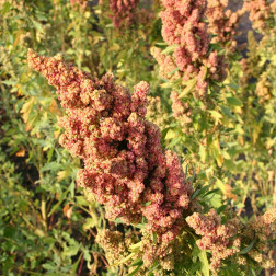 Chenopodium quinoa - Quinoa - BIO