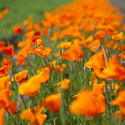Eschscholzia californica - Pavot de Californie - Orange - BIO
