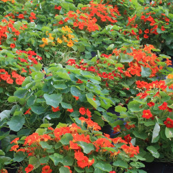 Tropaeolum majus - Capucine - non-rampante - BIO