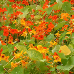 Tropaeolum majus - Capucine - rampante - BIO