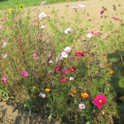 Mélange de fleurs - Bouquet des champs - BIO