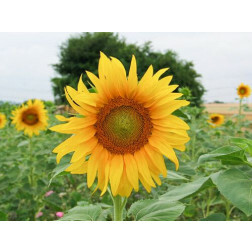 Tournesol mélange - 5 kg - pour 1000 à 1250 m² - BIO