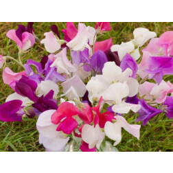 Pois de senteur - Lathyrus odoratus - BIODYNAMIQUE