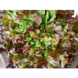 Laitue à couper - Red Salad Bowl (rouge/vert) - BIODYNAMIQUE