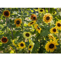 Helianthus annuus - Mélange de tournesol 'La Torre' - BIODYNAMIQUE