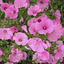 Lavatera trimestris - Lavatère annuelle - BIODYNAMIQUE
