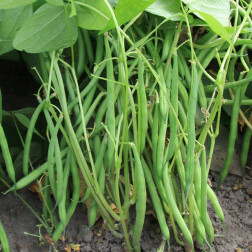 Haricot nain - Faraday - BIO - 50% de remise - germination réduite