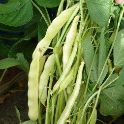 Haricot nain - beurre - Capitano - BIO - 50% de remise - germination réduite