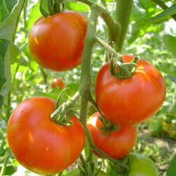Tomate - Tigerella Bicolore - BIO - 50% de remise - germination réduite