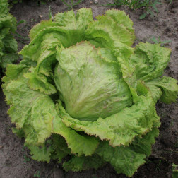 Laitue iceberg - Grazer Krauthäuptel 2 - BIO