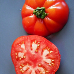 Tomate - Triomphe de Liège - BIO