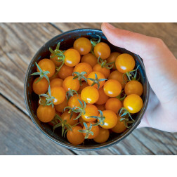 Tomate sauvage - Golden Currant - BIODYNAMIQUE