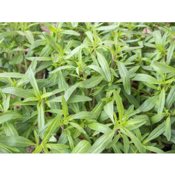 Sarriette annuelle - BIODYNAMIQUE