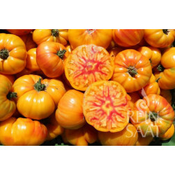 Tomate - German Gold - BIODYNAMIQUE