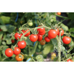 Tomate - Rote Ribisel - BIODYNAMIQUE