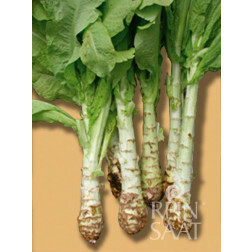 Celtuce - Laitue chinoise - BIODYNAMIQUE