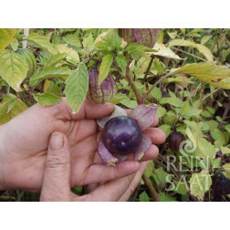 Tomatille - Pourpre - BIODYNAMIQUE - Remise de 50% pour cause de germination réduite