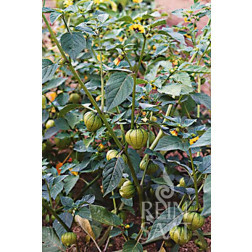 Tomatille - Vert - BIO - 50% de remise - germination réduite