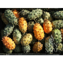 Concombre cornu - Kiwano - BIO