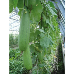 Concombre - Luffa - BIO