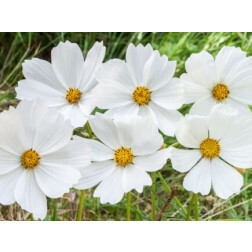 Cosmos bipinnatus - Cosmos blanc - BIO