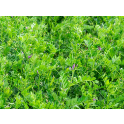 Vesce commune - Vicia sativa - 40g - BIO