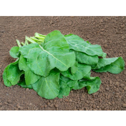 Bette- Verde da taglio - BIODYNAMIQUE