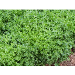 Chicorée endive / Scarole - Wallonne (Frisée) - BIODYNAMIQUE