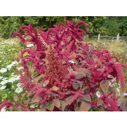 Amaranthus tricolor - Amaranthe tricolore - BIODYNAMIQUE