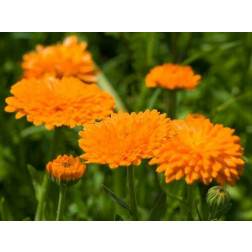 Calendula officinalis - Souci orange double - BIO