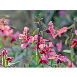 Clarkia elegans - Clarkia élégant - BIODYNAMIQUE