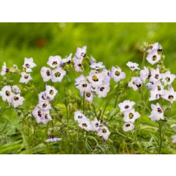 Gilia tricolor - Gilia - BIODYNAMIQUE