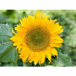 Helianthus annuus - Tournesol - Sunspot - BIODYNAMIQUE