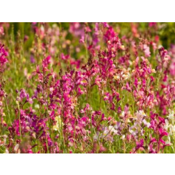 Linaria maroccaria - Linaire du Maroc - BIODYNAMIQUE