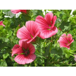 Malope trifida - Mauve entonnoir - BIODYNAMIQUE