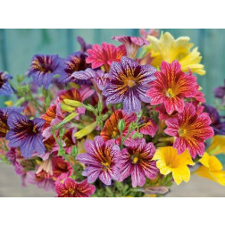 Salpiglossis sinuata - Fleur trompette en velours - BIODYNAMIQUE