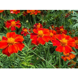 Tagetes erecta - Oeillet d'Inde - Tagète - BIO