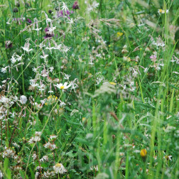 Mélange de fleurs sauvages pour massif ombragé - BIO